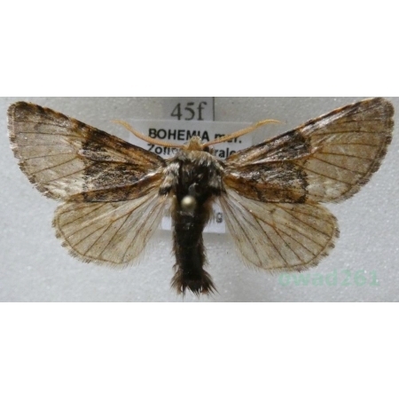 Colocasia coryli (Linnaeus, 1758) Połacica leszczynówka Czech45f